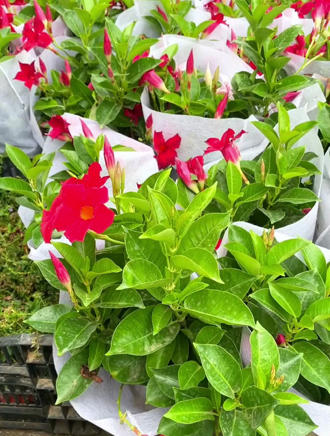 飘香藤到底香不香?