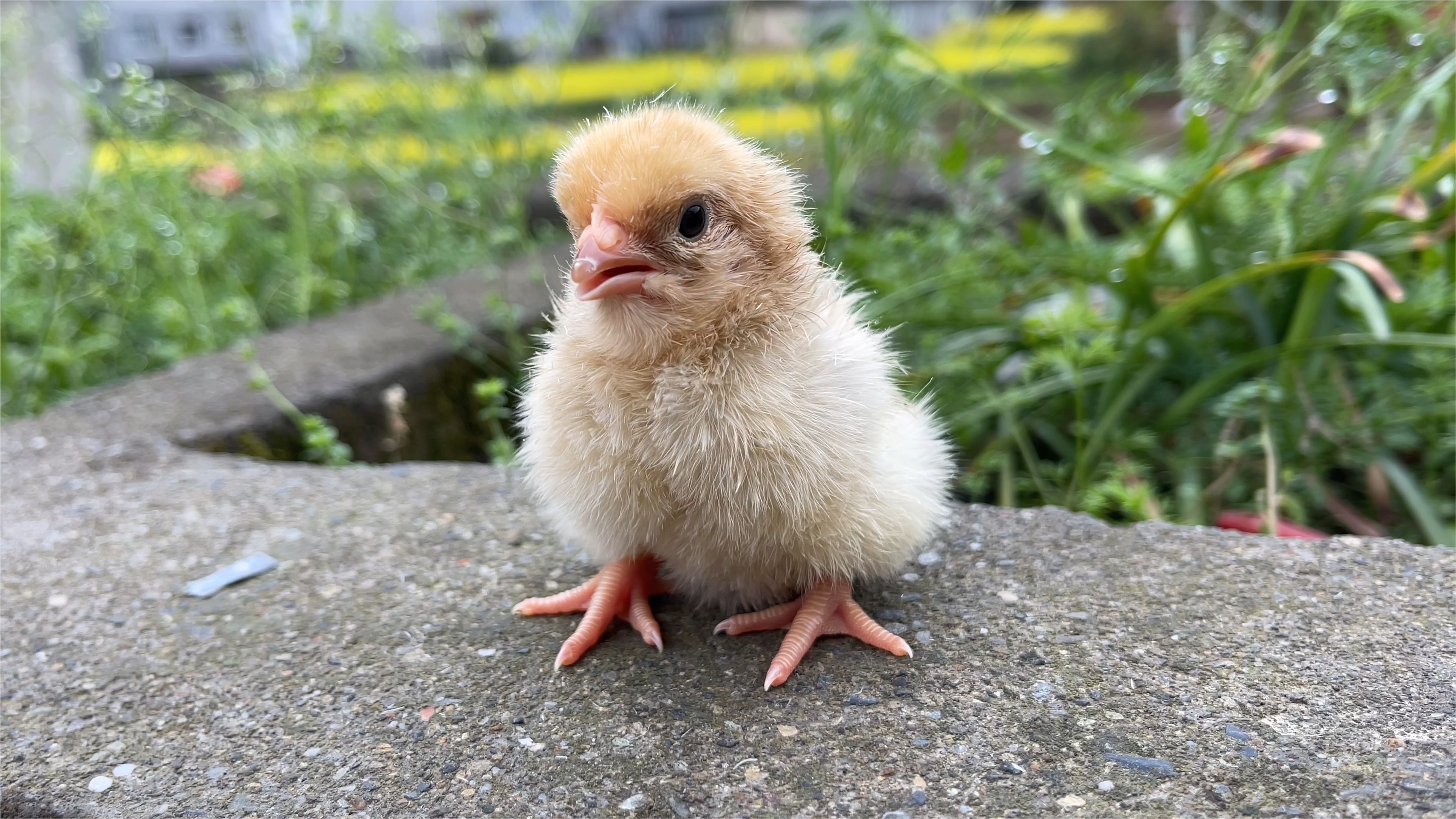 见证生命的奇迹，从一枚鸡蛋孵化成鸡宝宝过程