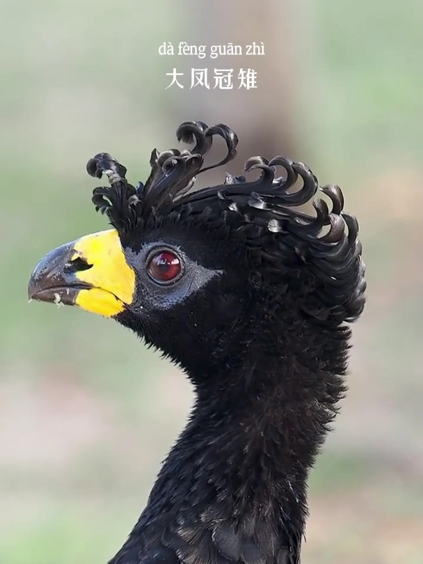五彩斑斓的黑,发型也这么时尚!大凤冠雉