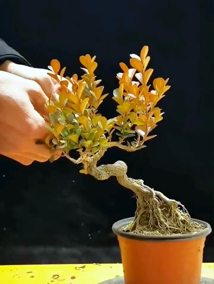 盆景蟠扎造型,一看就懂!