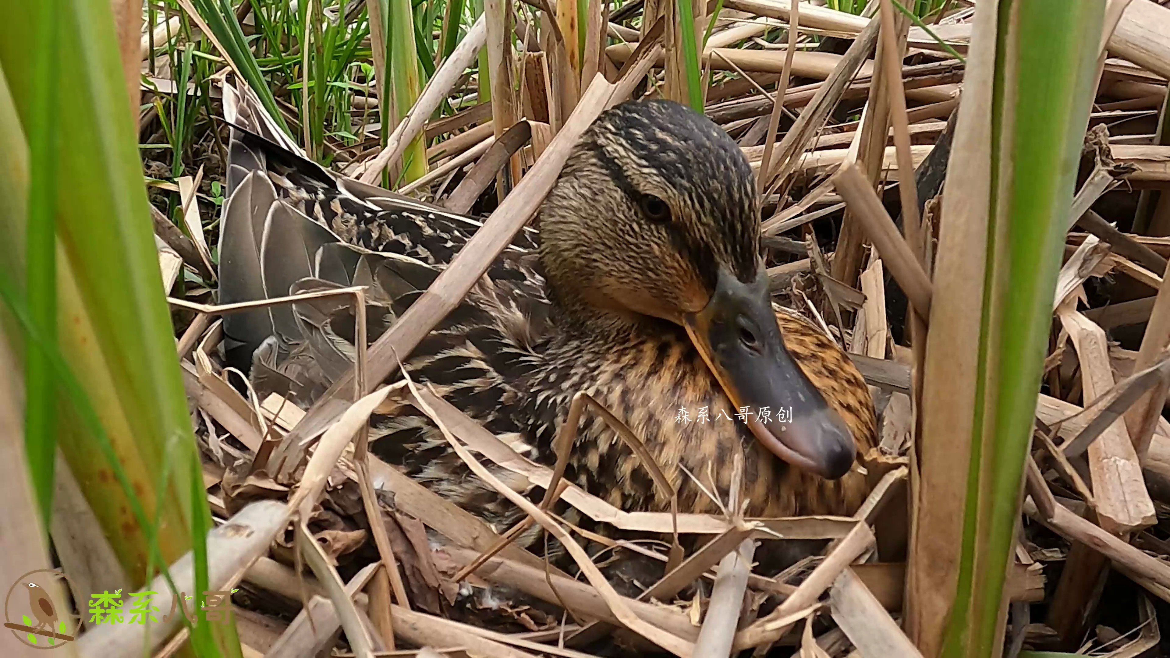 在芦苇丛里发现一只孵蛋的野鸭,不敢打扰它