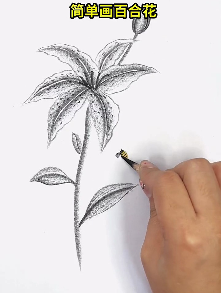 炭笔简单画百合花,画画教程