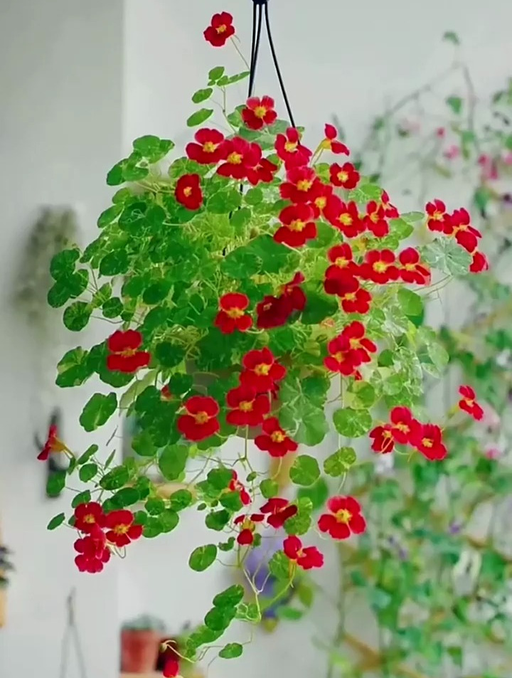 旱金莲 一年四季都可栽种 花期长 开完花还会结种子