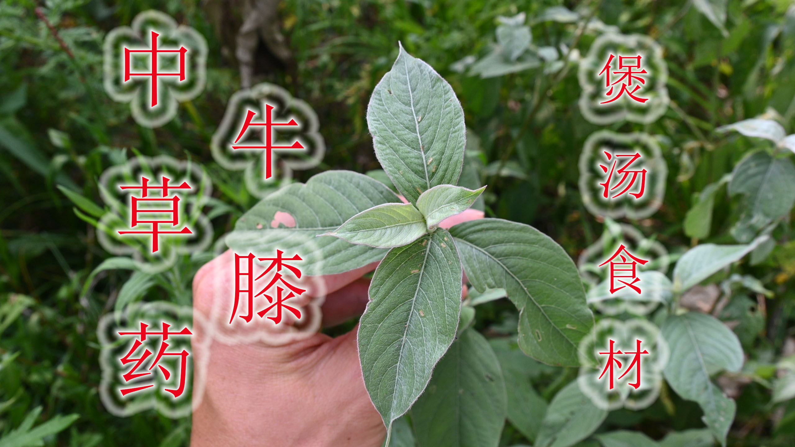 农村中草药植物“牛膝”,用得到的人当宝,煮水或煲汤价值好