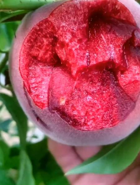 红肉酸甜中桃25血桃苗 中桃24桃树苗育苗基地-度小视