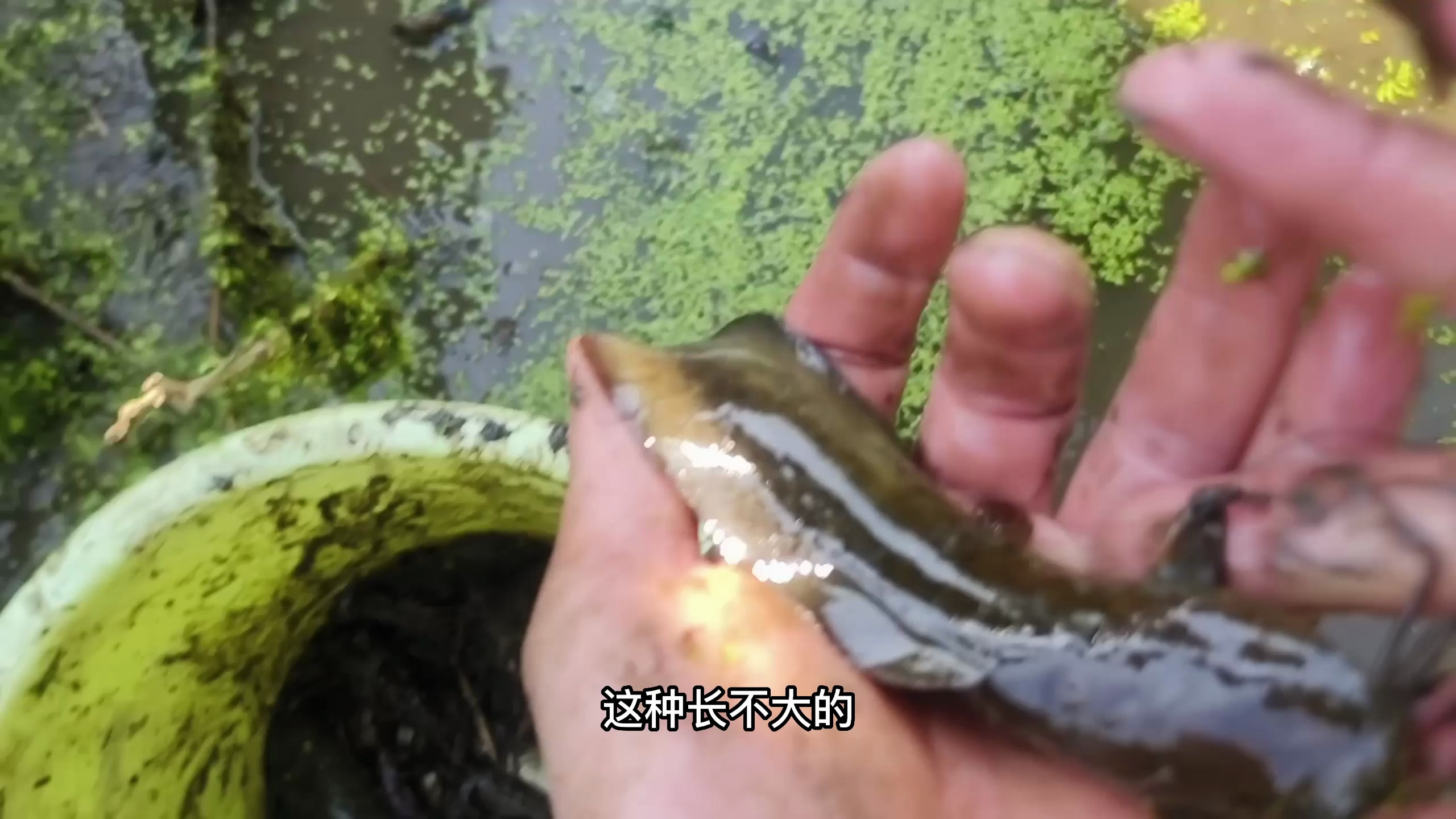 野生塘角鱼,60块钱一斤,这才是户外抓鱼的快乐
