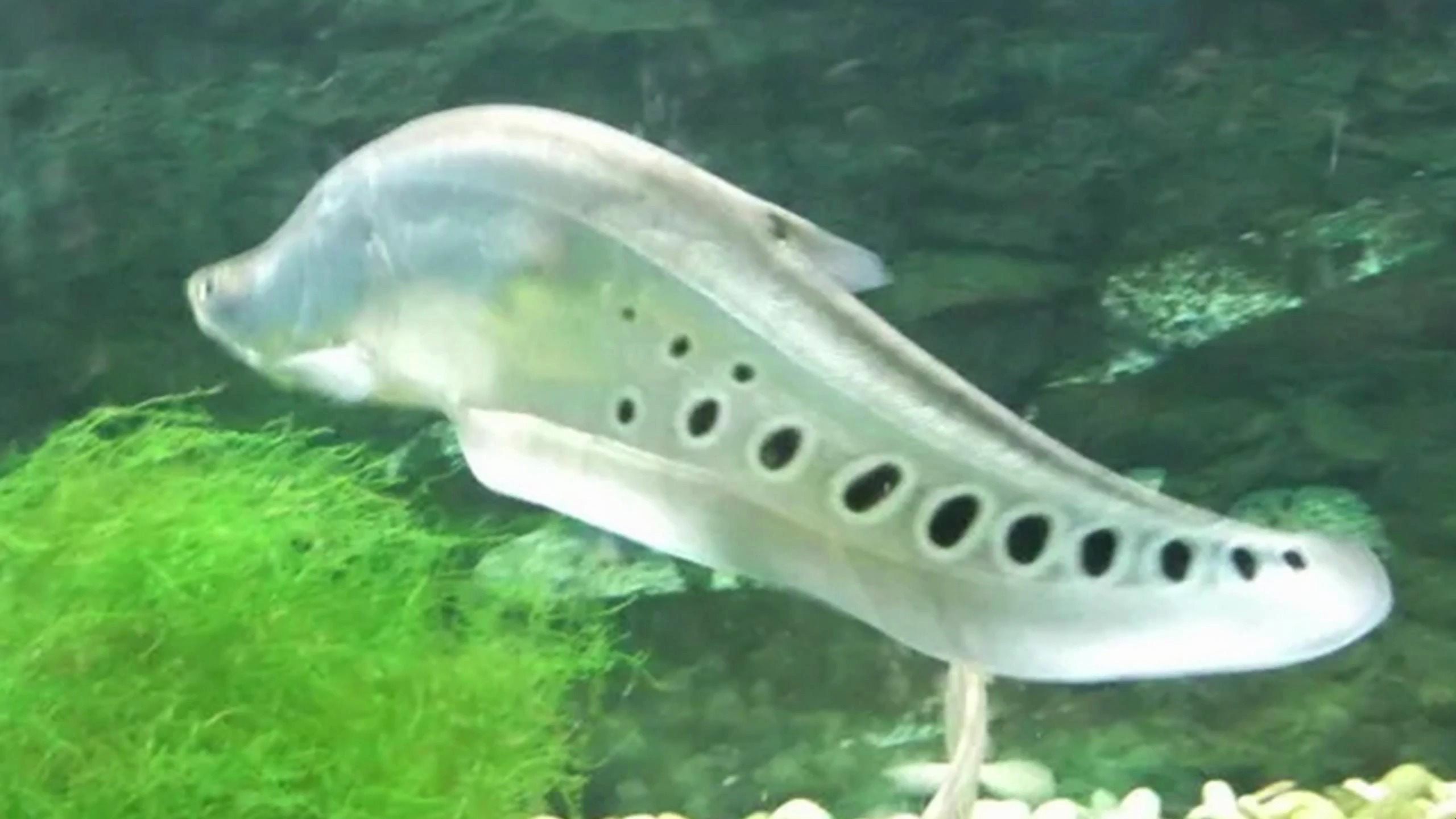 国内水族圈比较经典的观赏鱼之:七星刀鱼