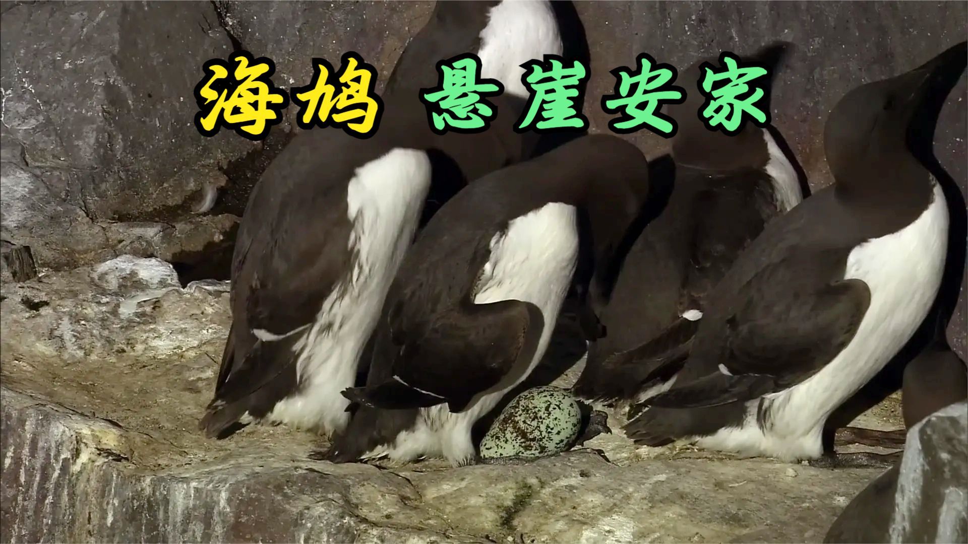 海鸠,人称北半球的企鹅,喜欢在悬崖安家繁殖,潜水捕鱼能力出众