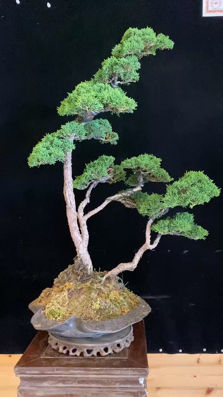 王恒亮老师小盆景展示