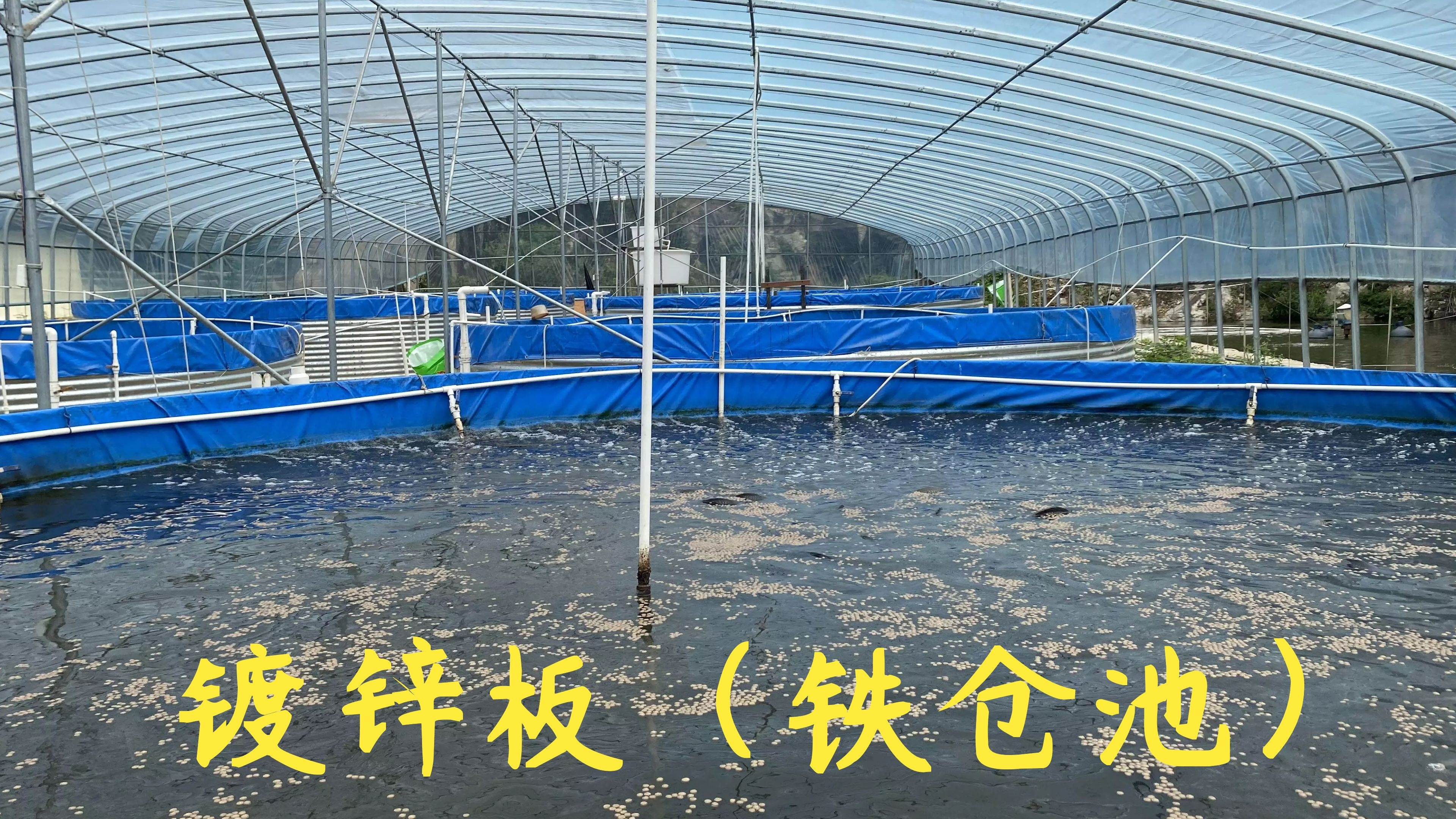 老林养殖场养的脆肉罗非鱼,还没达到脆化,附近的兄弟就过来抓了