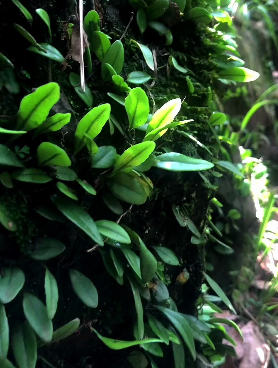 抱石莲又叫鱼鳖草,一起认识一下-度小视