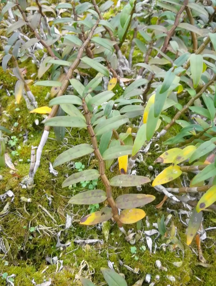 铁皮石斛是珍贵稀有的中药材,列入国家二级保护植物濒危中药材