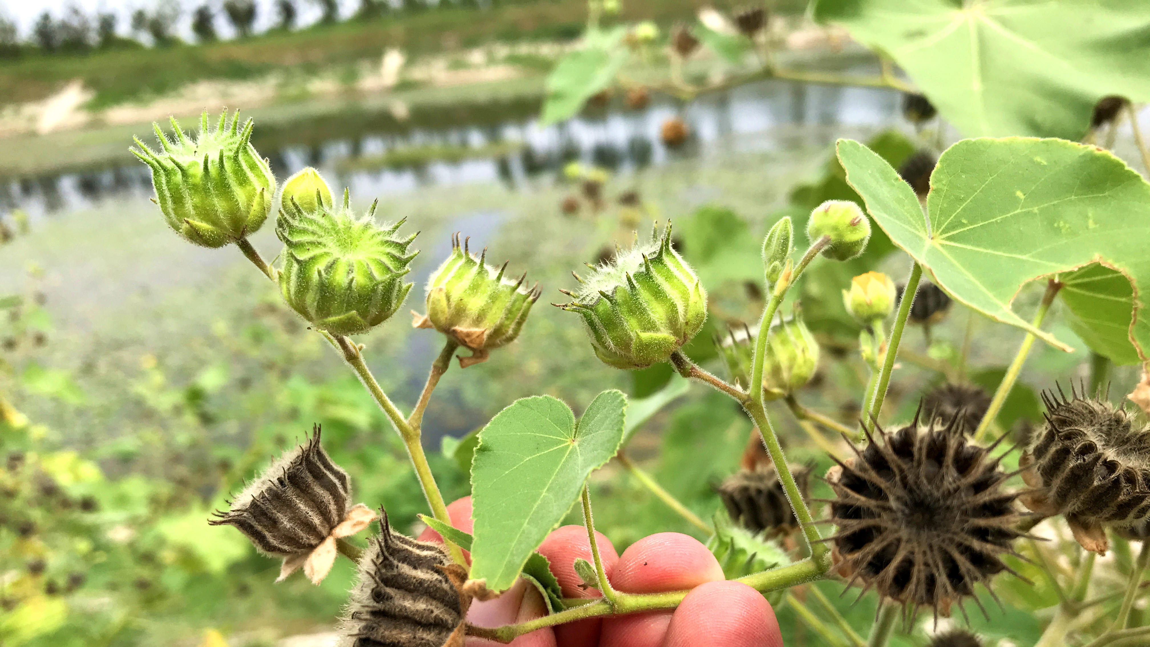 苘麻又叫“磨盘草”，到底有啥好价值？很多人把它忽略掉了
