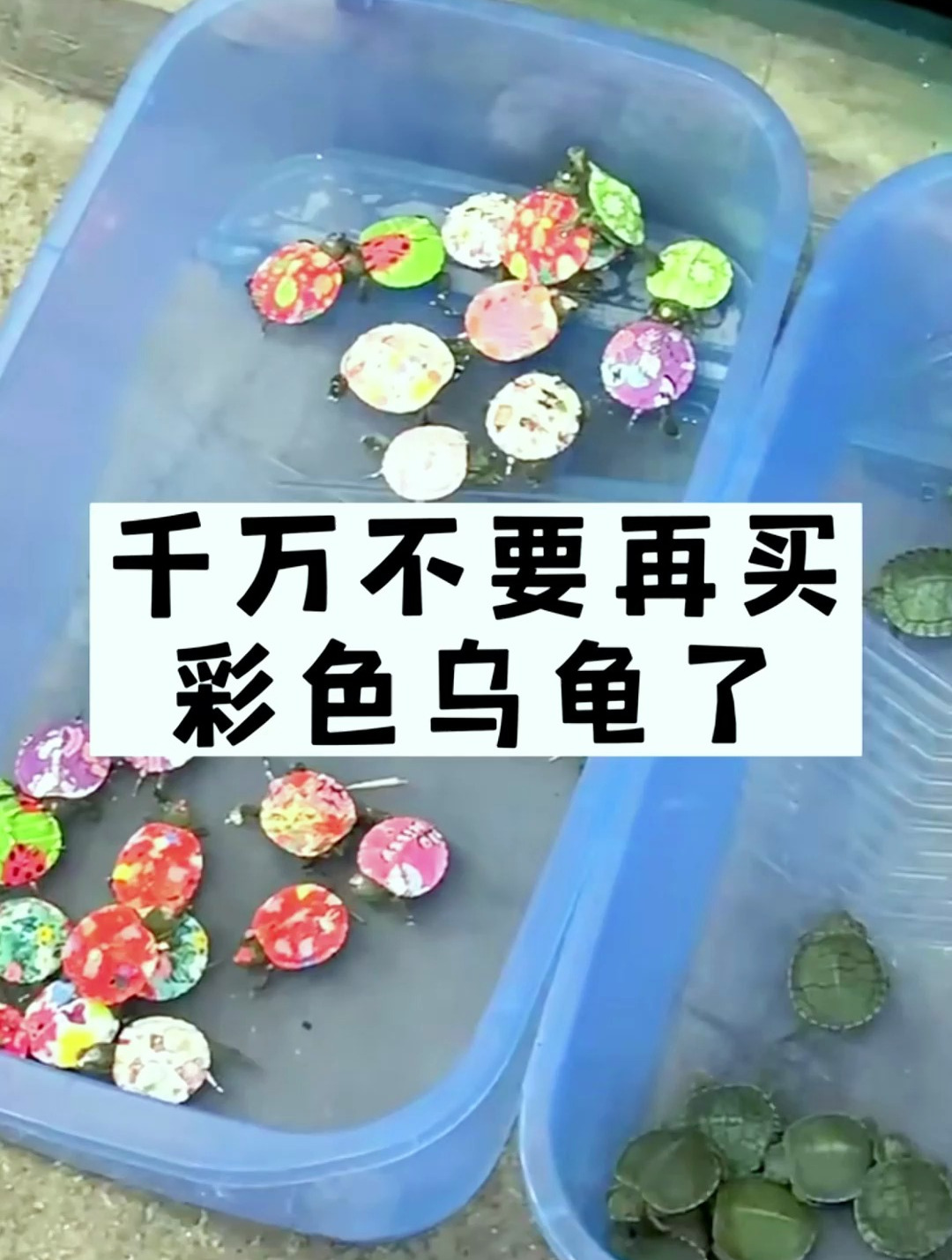 你看过彩色乌龟吗?千万别去买!
