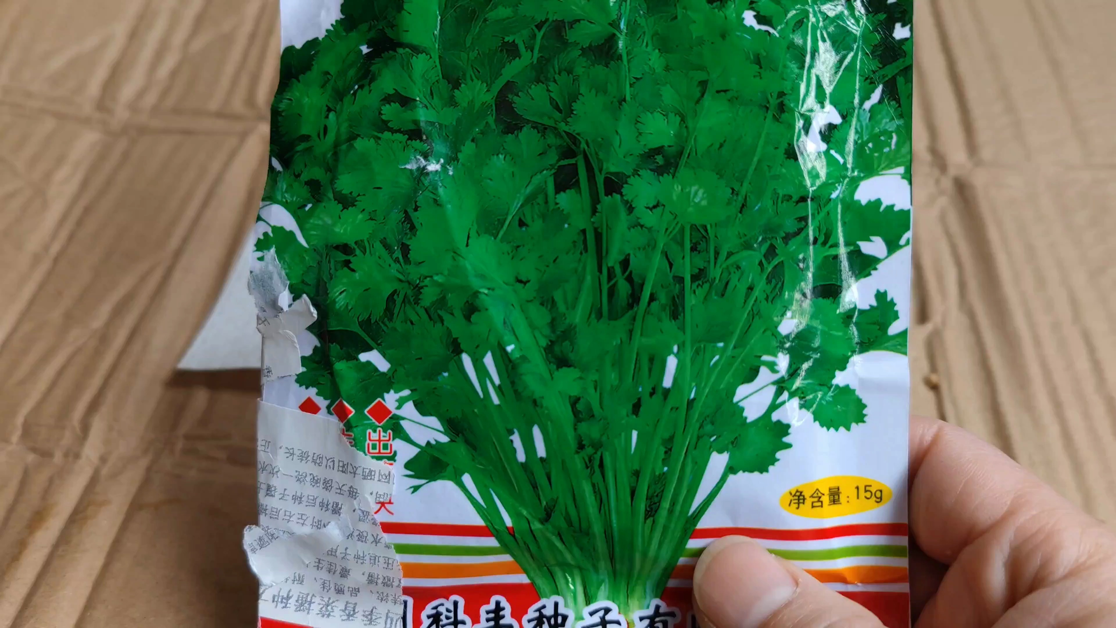 香菜这样种,先“催芽”在种植,成活率高,出苗率百分之百