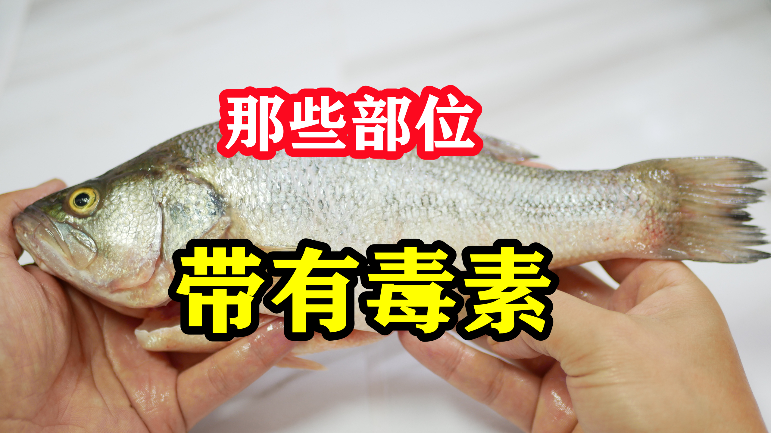 纯分享,鱼身上哪些部位带毒素,不能食用,涨知识了