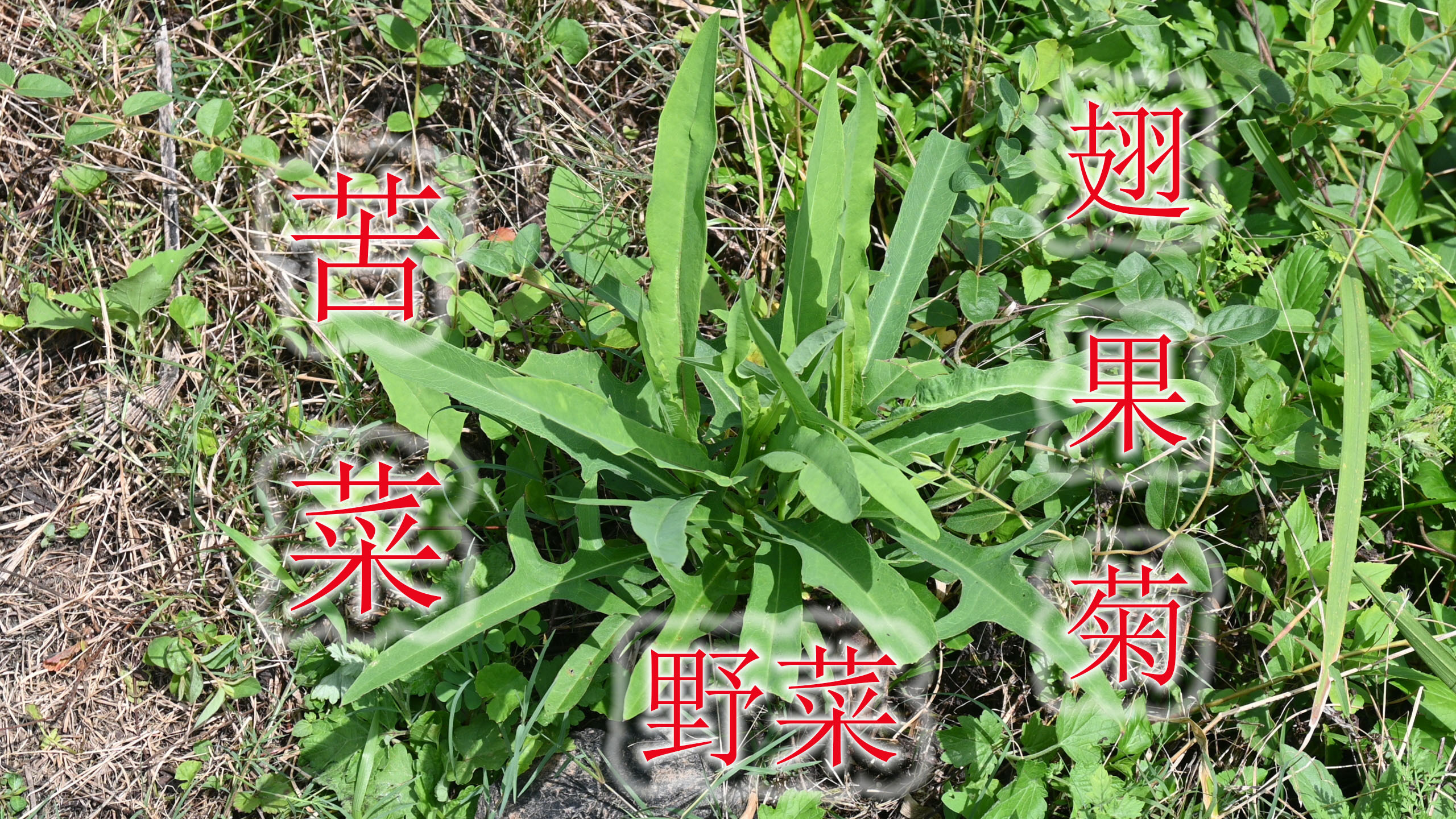 常见田间野菜“苦菜”,味道清爽不油腻,理想中的绿色菜蔬