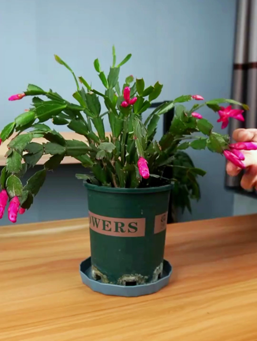 蟹爪兰已经满头花苞这样做才能顺利开花