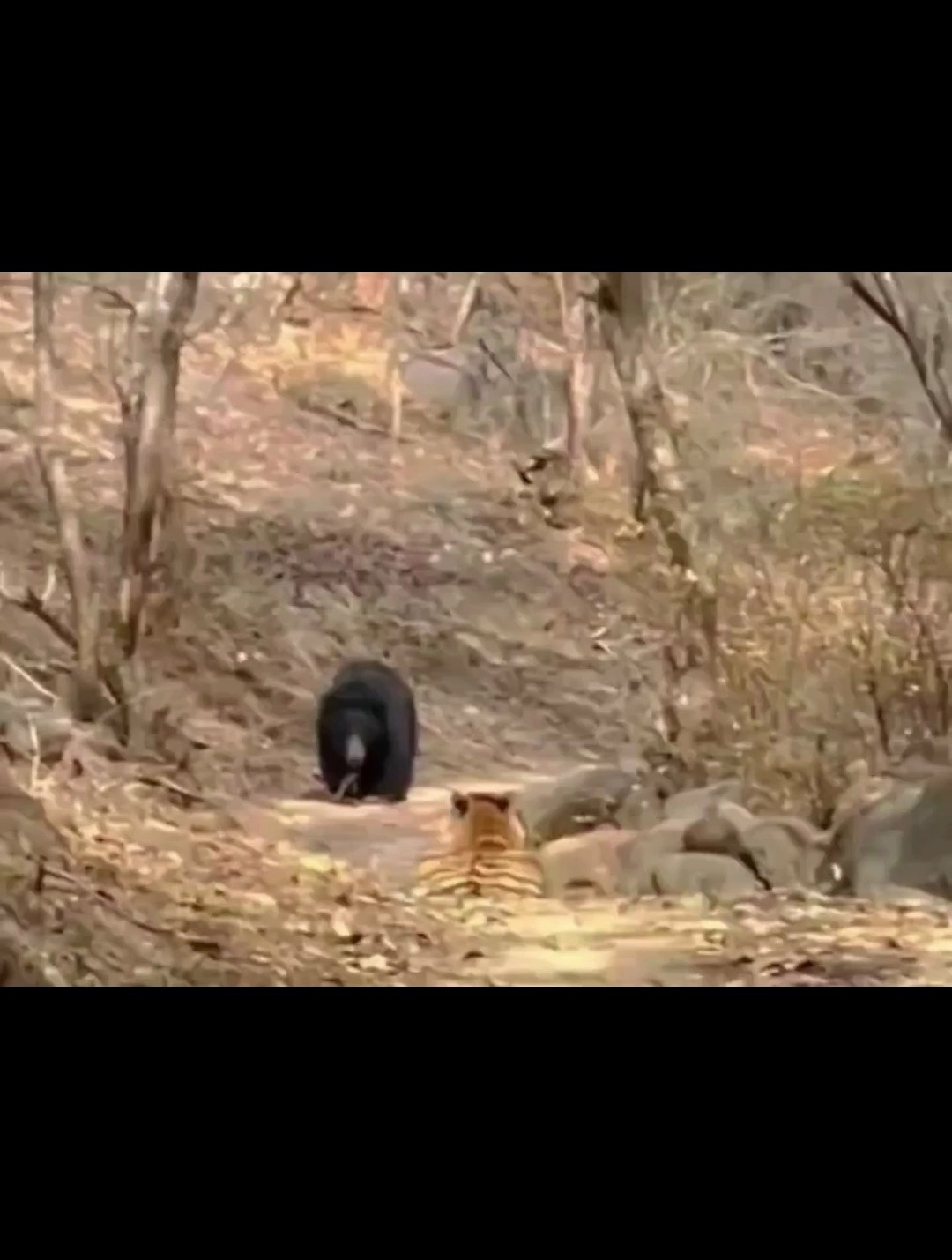 老虎与熊路上相遇