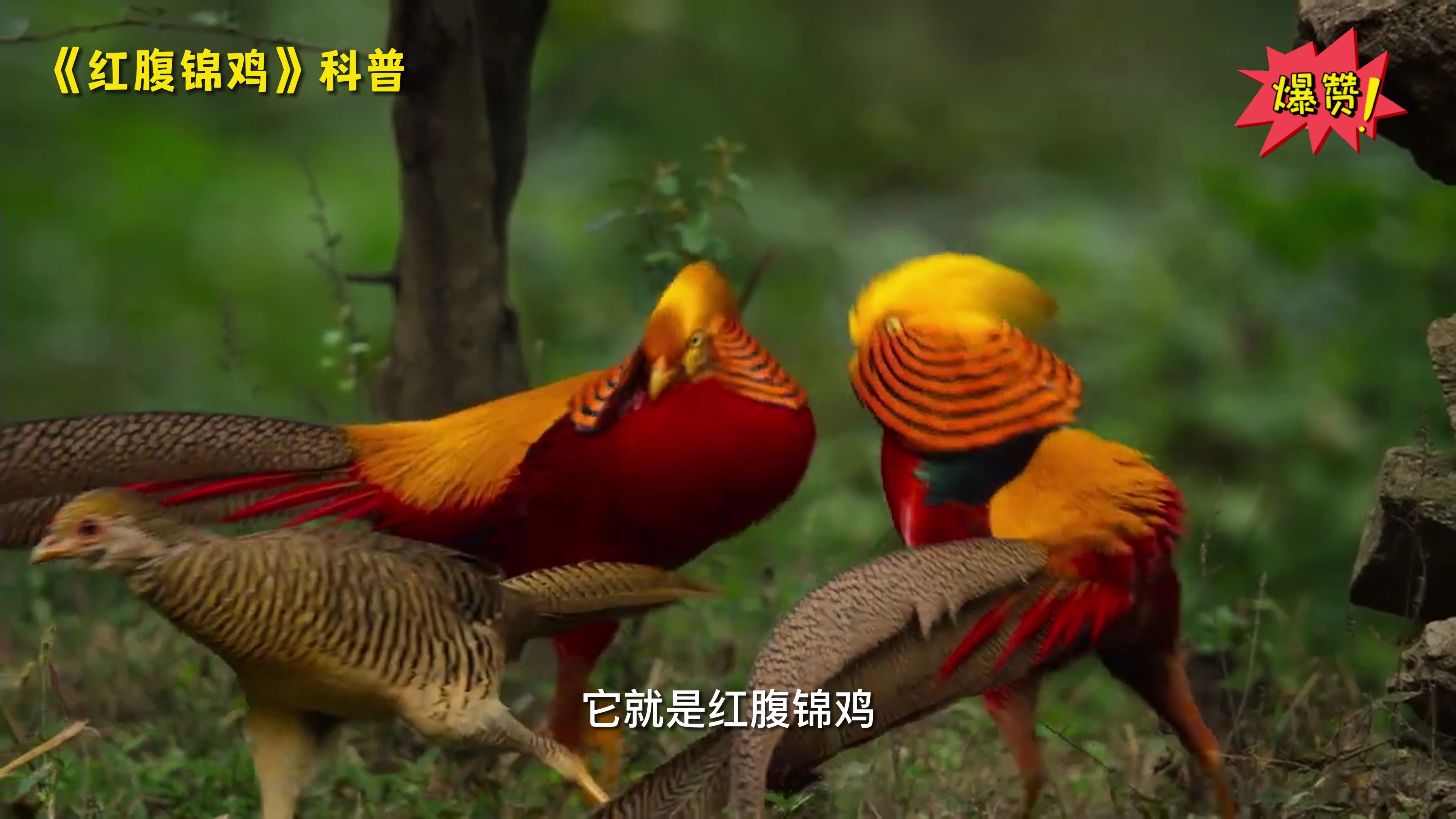 被当作凤凰的动物和我们认识的山鸡并不相同它就是红腹锦鸡