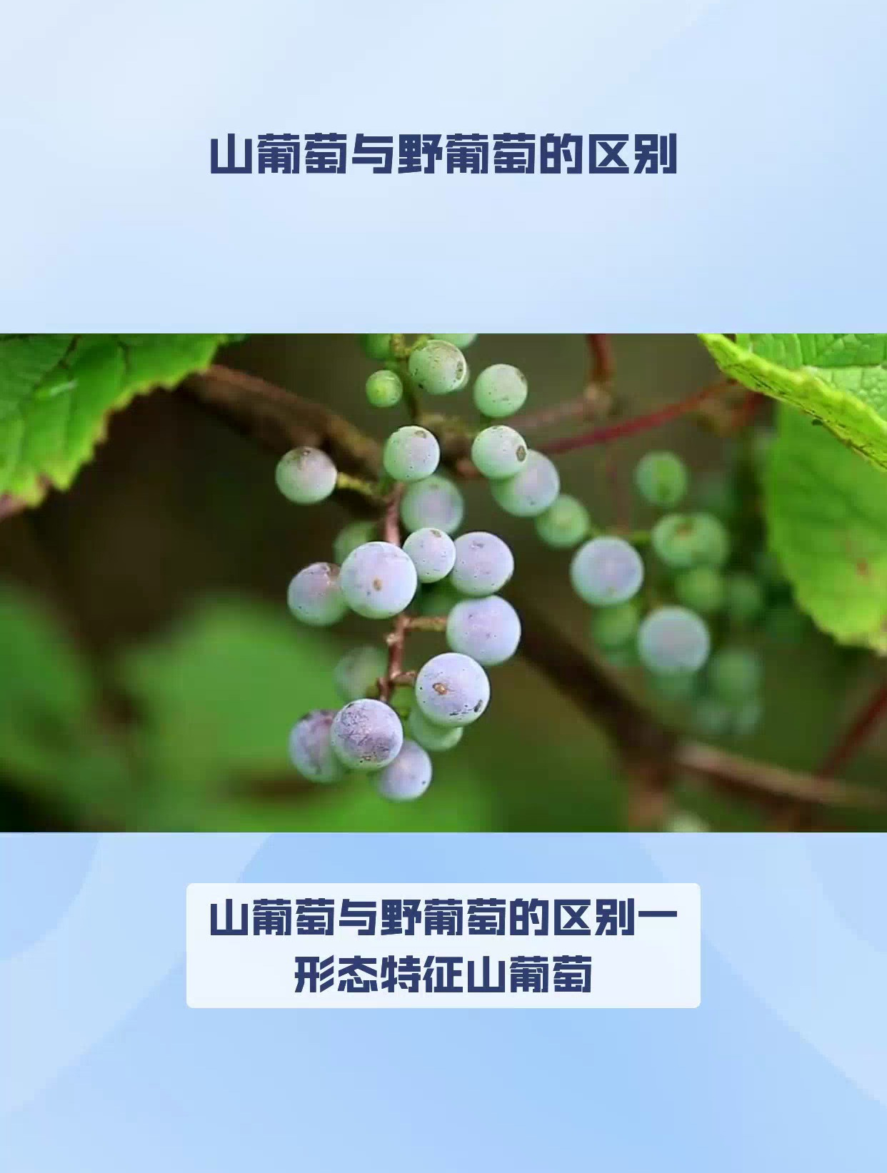 山葡萄与野葡萄的区别在哪里?专家带你解析