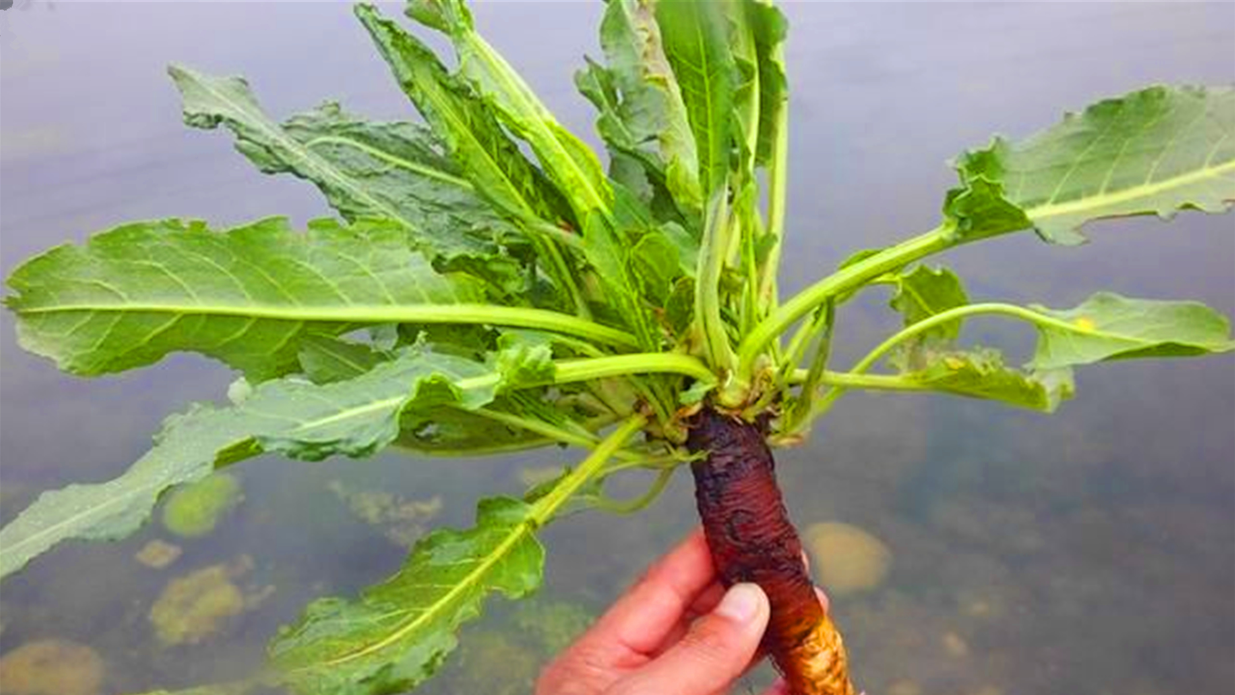 农村常见的野菠菜煮水,有2大用途,很多人还不知道,很实用