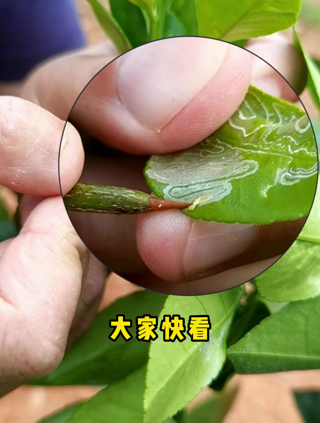 这个打潜叶蛾的杀虫剂打一次管两次