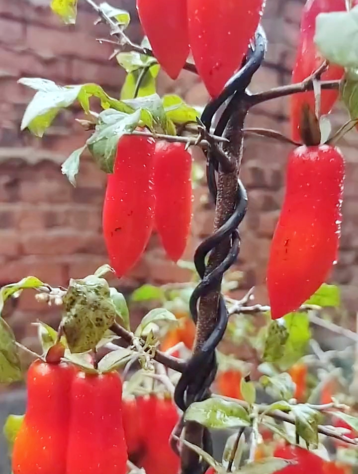 老鸦柿梦之雫到底是柿子出了轨还是辣椒劈了腿