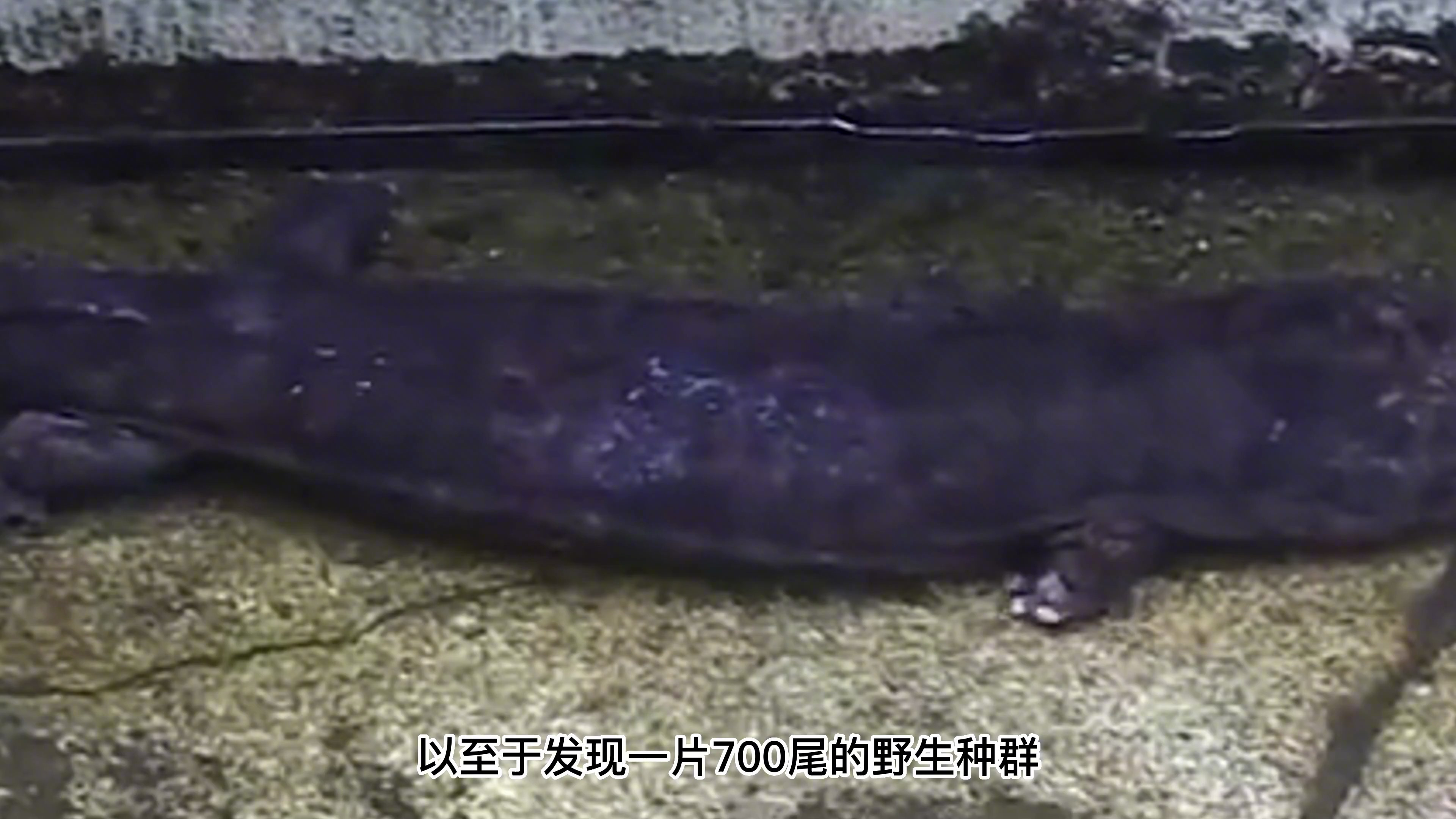 2亿年前的活化石娃娃鱼,从不足百只到端上餐桌,它为何仍濒危?