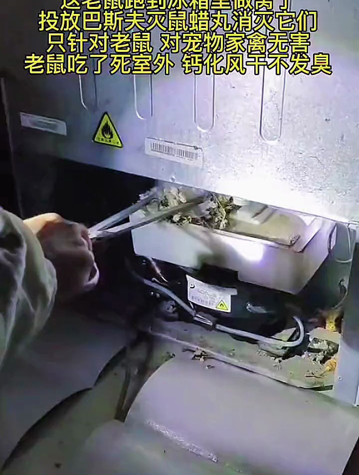 这老鼠跑到冰箱里安家了,怪不得冰箱异味这么大