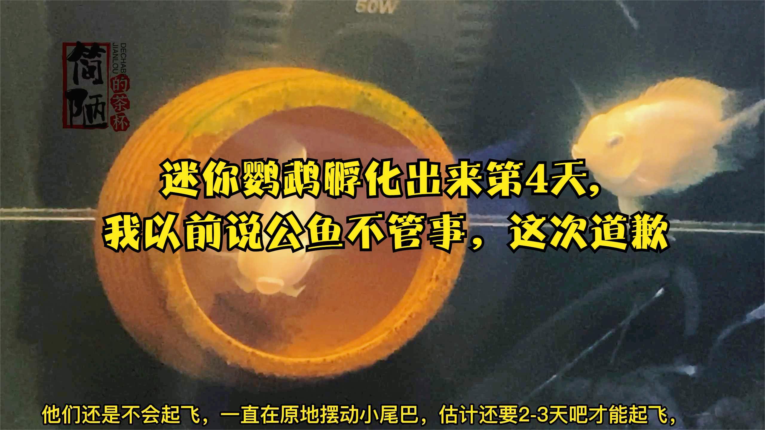 迷你鹦鹉孵化出来第4天,我以前说公鱼不管事,这次道歉