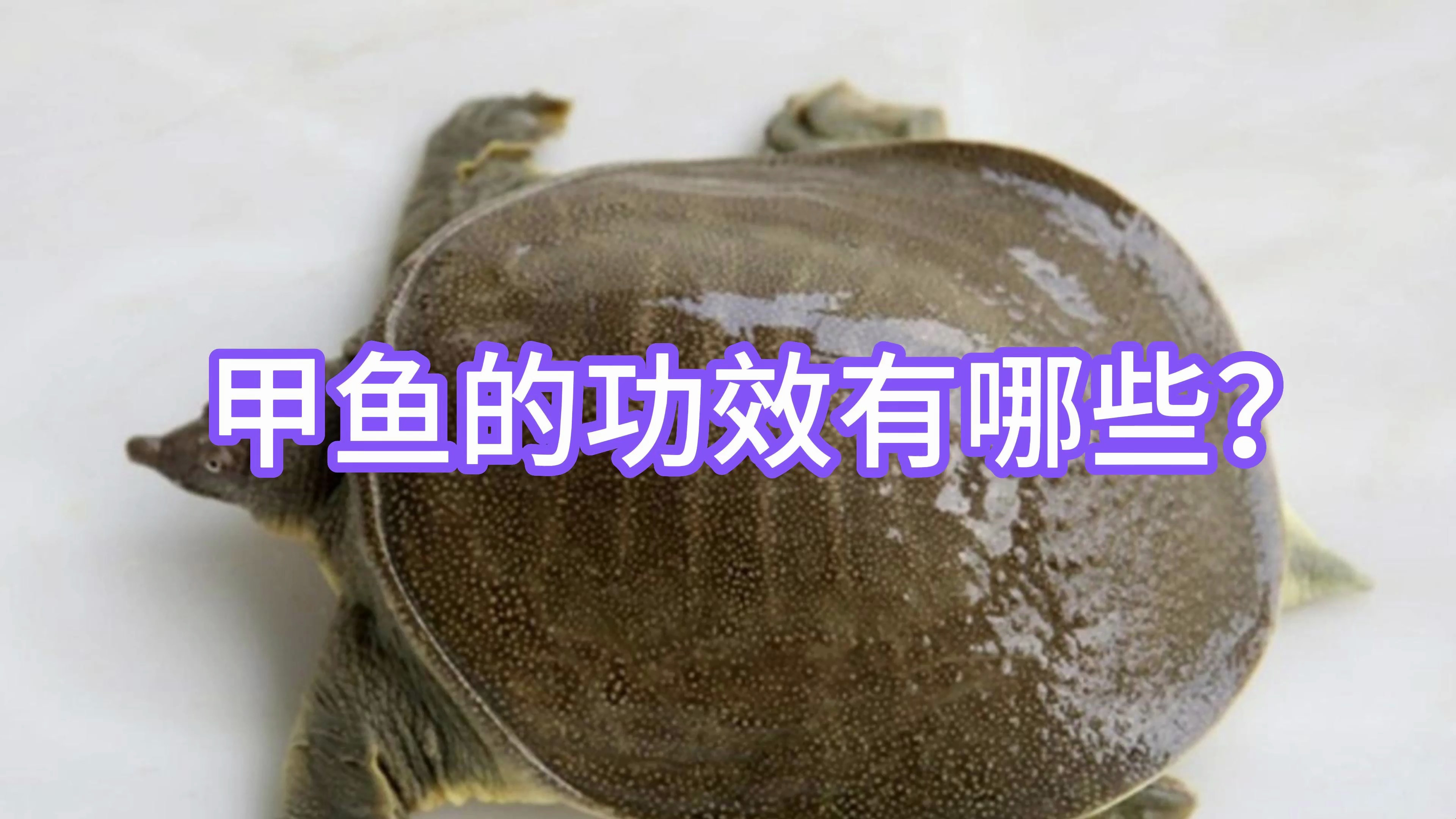 甲鱼的功效有哪些?
