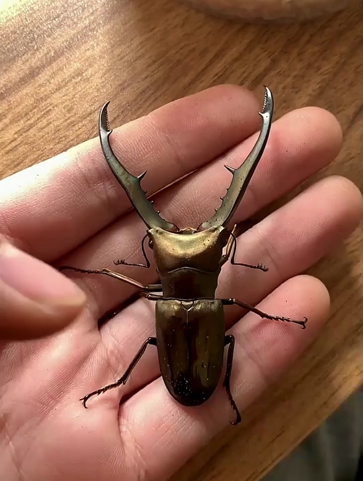 超级漂亮的美它利佛细身赤锹甲-度小视