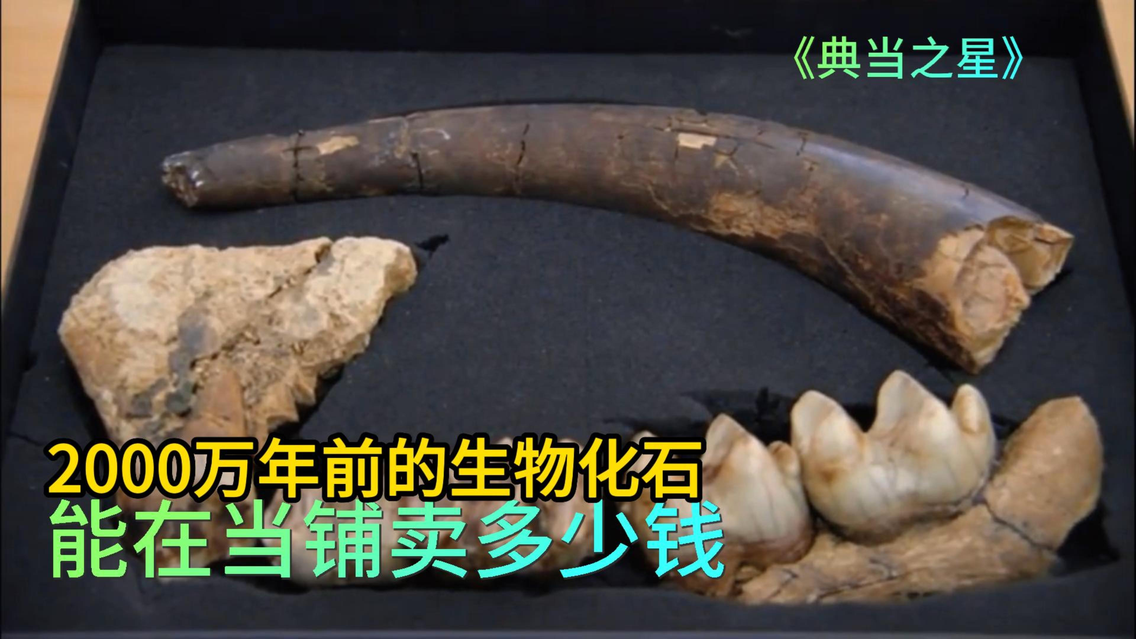2000万年前生物化石,能在当铺卖多少钱,老板不论谁砍价从不手软