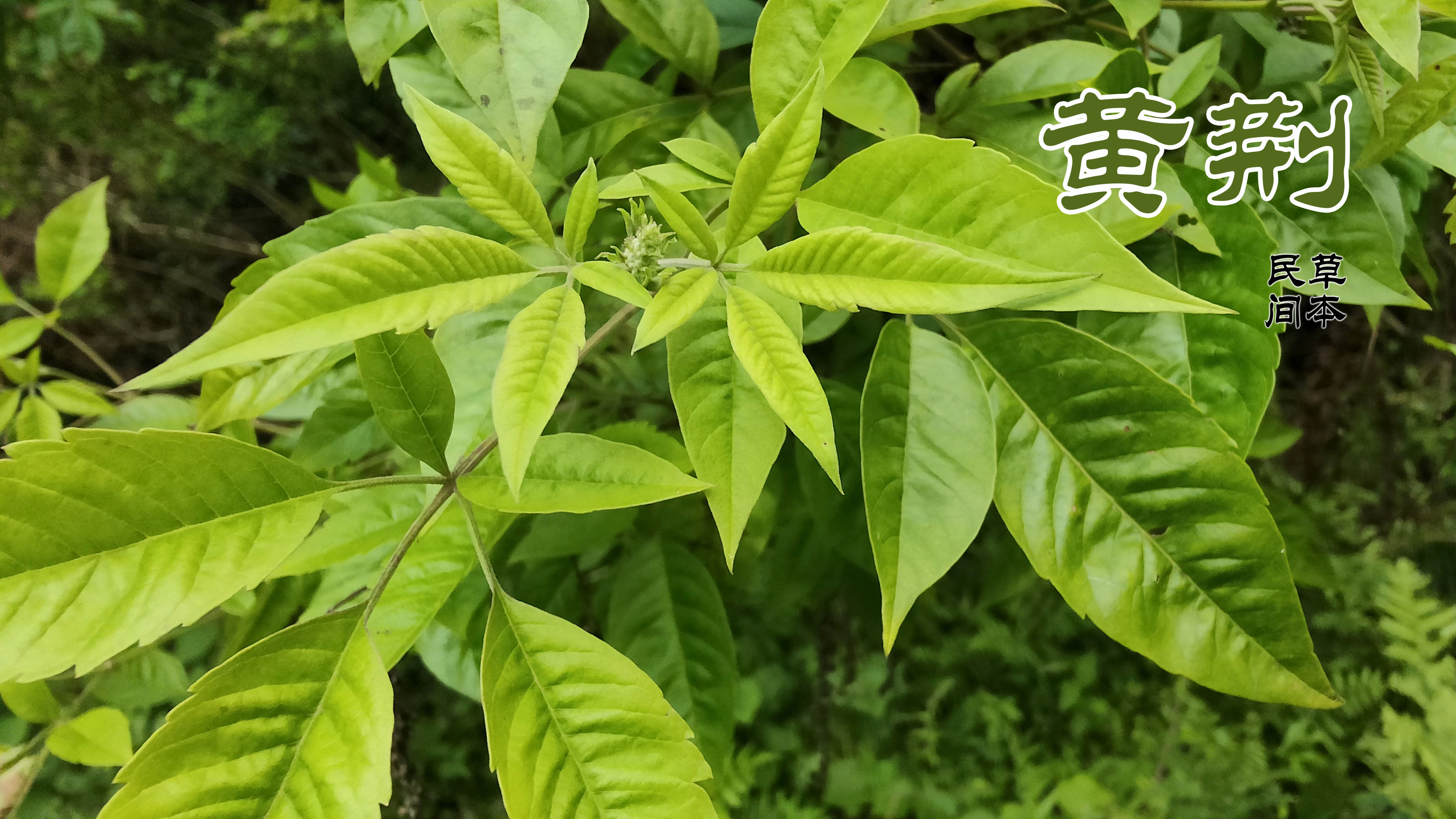 包粽子不能缺少的材料黄荆树,农村随处可见,你知道它的作用吗