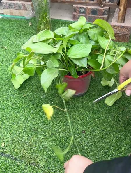 绿萝扦插的正确方法,简单易成活你学会了吗?-度小视