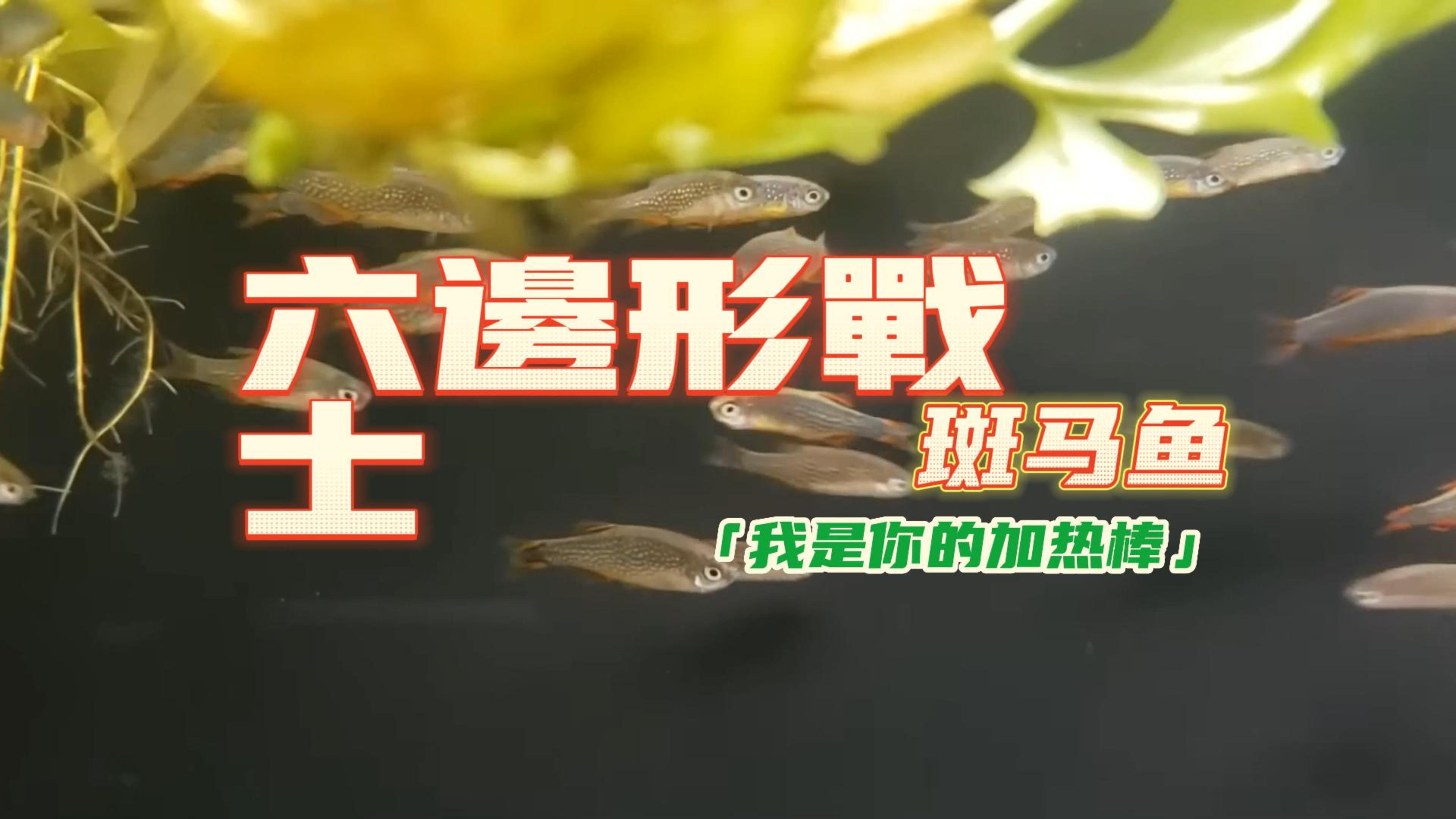 小型热带鱼中性价比的代表-斑马鱼