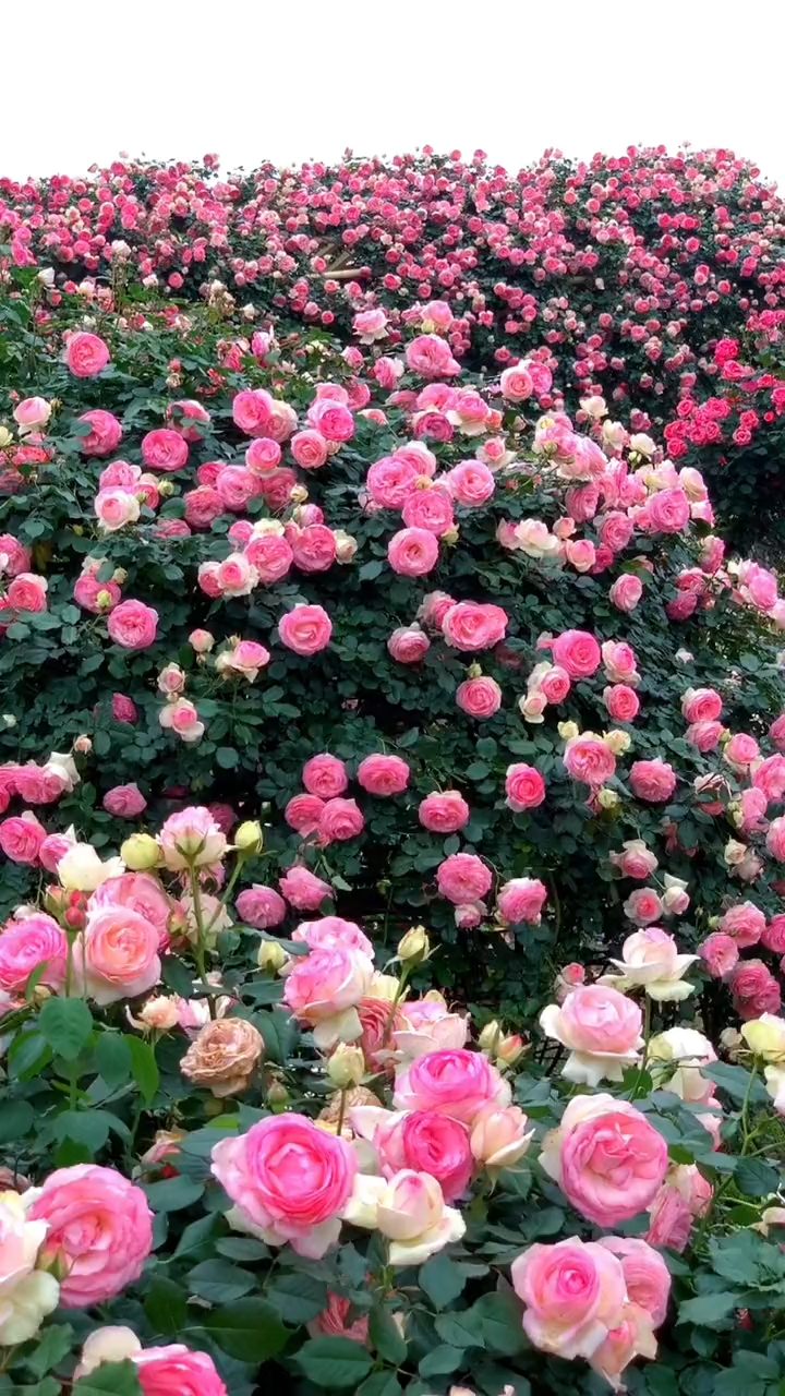 成都浪漫玫瑰花海,我爱这无限美景