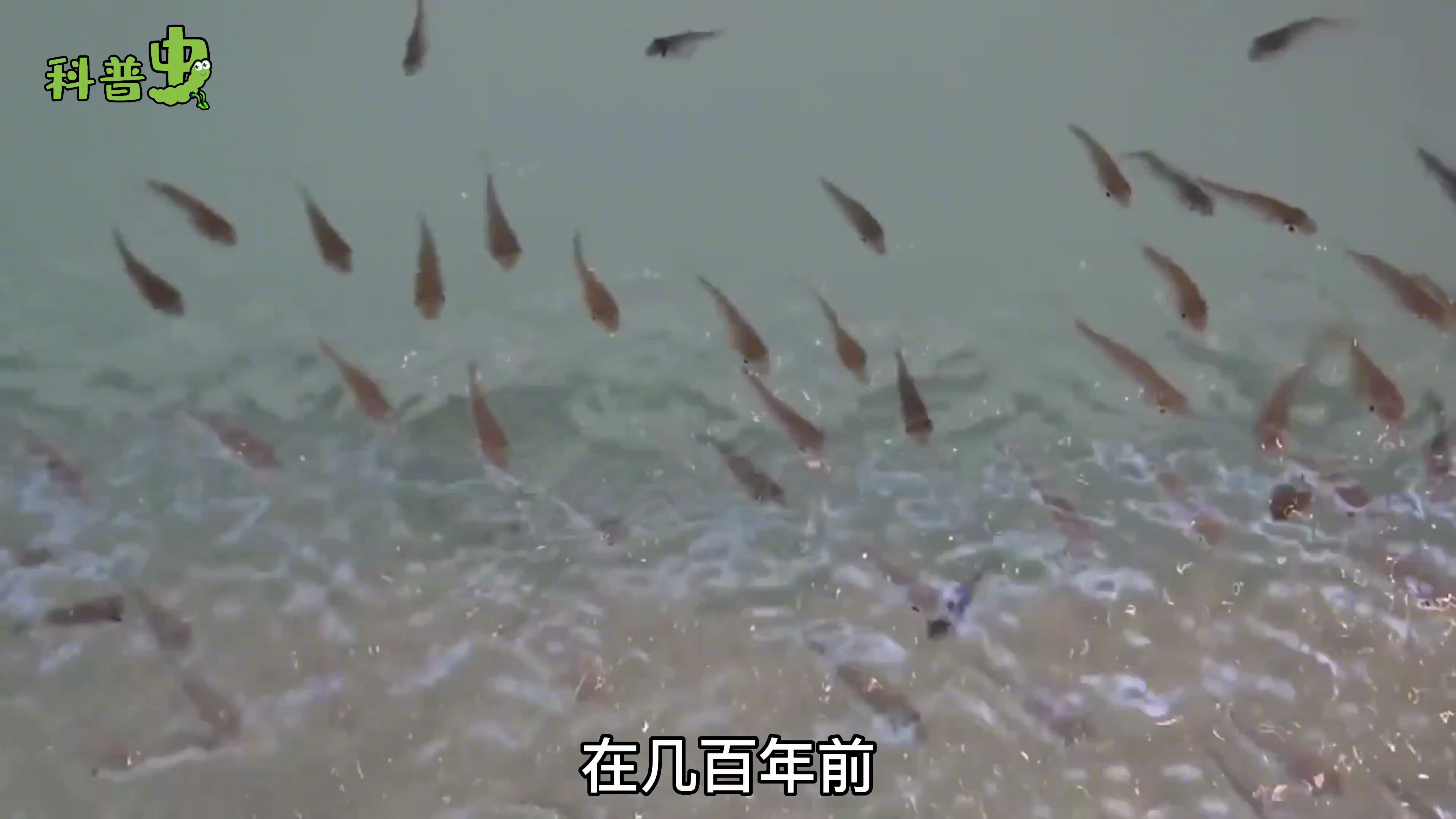 足疗鱼你选对了吗?看看有没有被奸商欺骗吧,大多拿罗非鱼来骗钱
