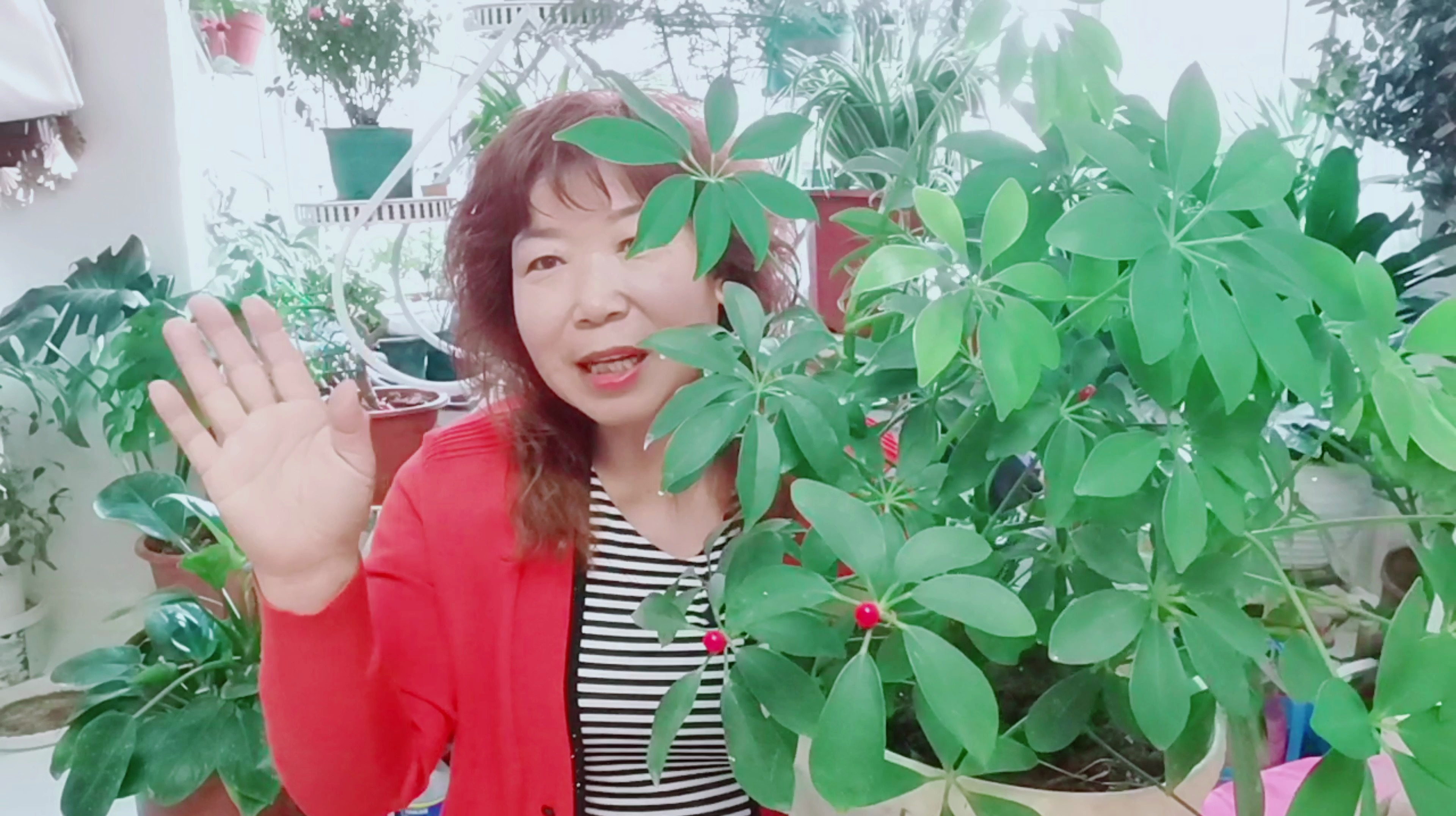 鹅掌木怎么养才会茂盛