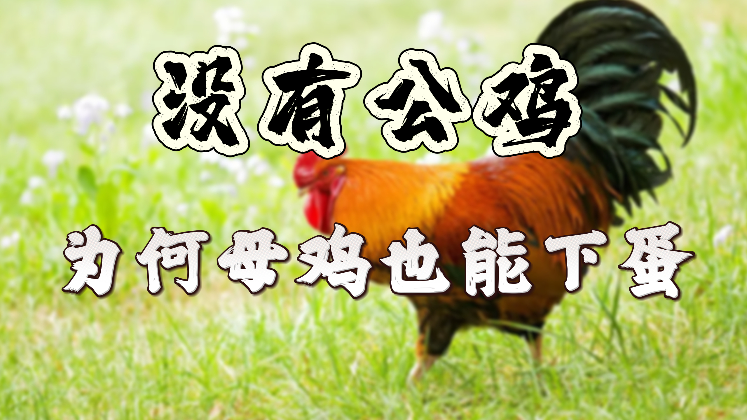 既然没有公鸡,母鸡也能下蛋,那公鸡存在的意义是什么?