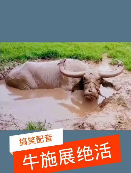 老牛展示绝活全过程,每天一笑 搞笑配音-度小视