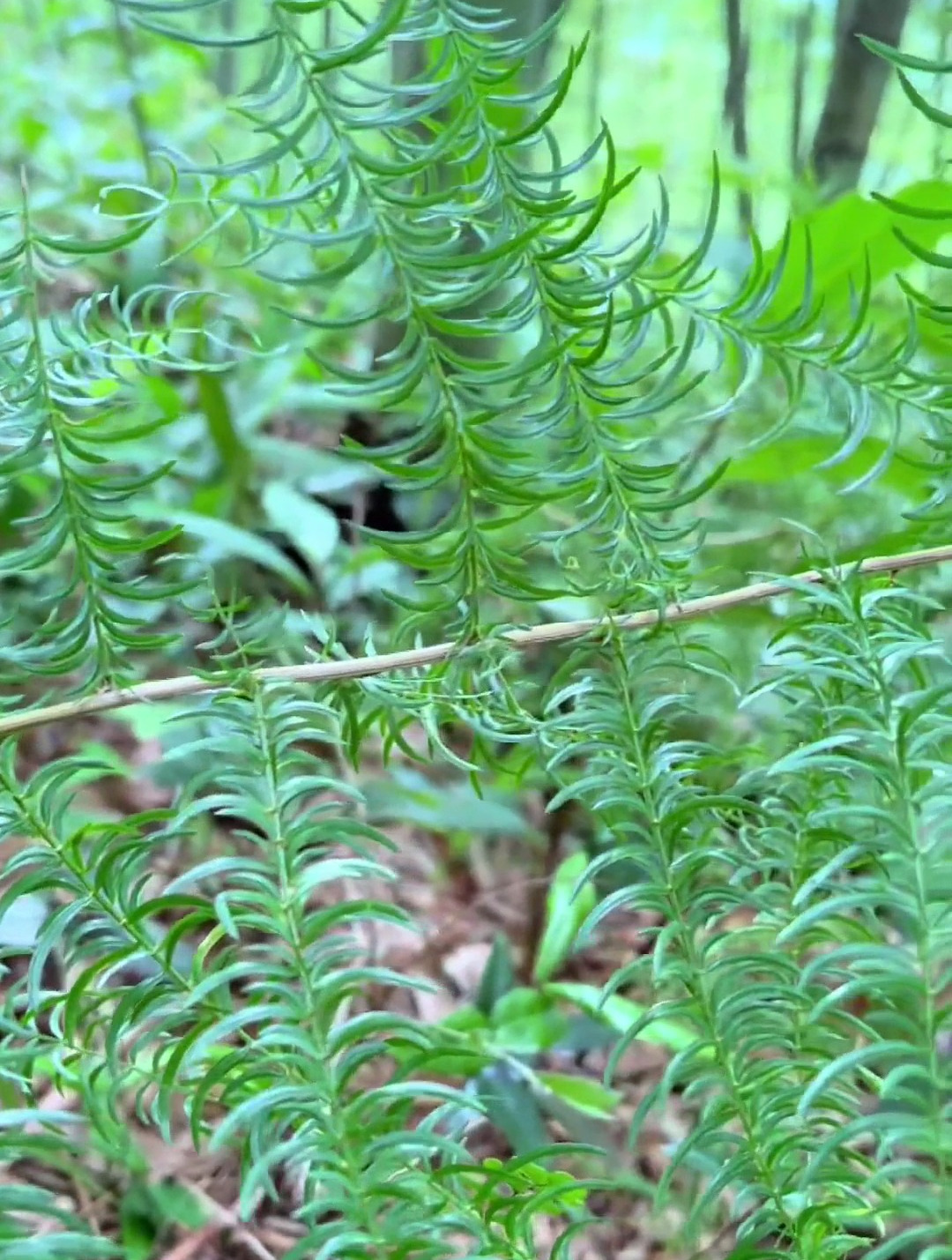 天門冬別名:天冬草為百合科 天門冬屬多年生草本植物