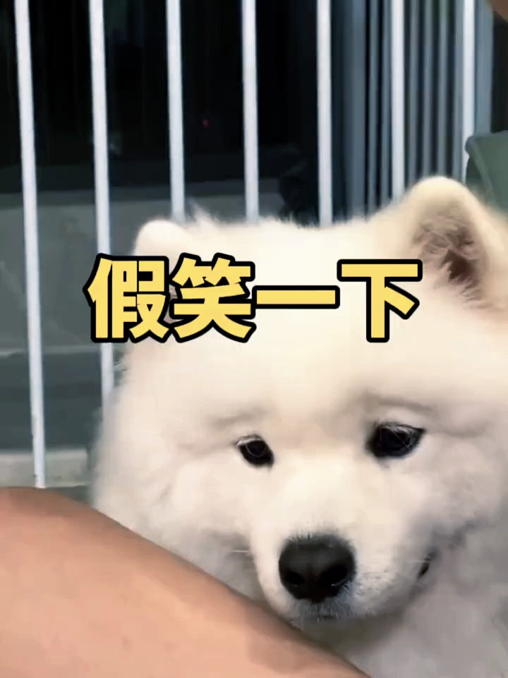 搞笑配音:狗狗 -以防尴尬,假笑一下