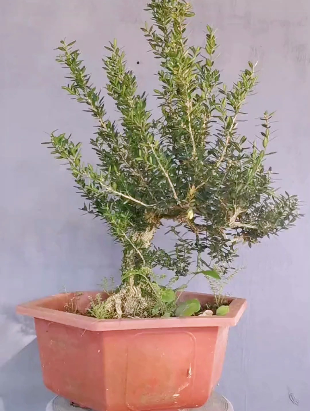 小叶瓜子黄杨,带你看不一样的造型,这种造型你喜欢吗?-度小视