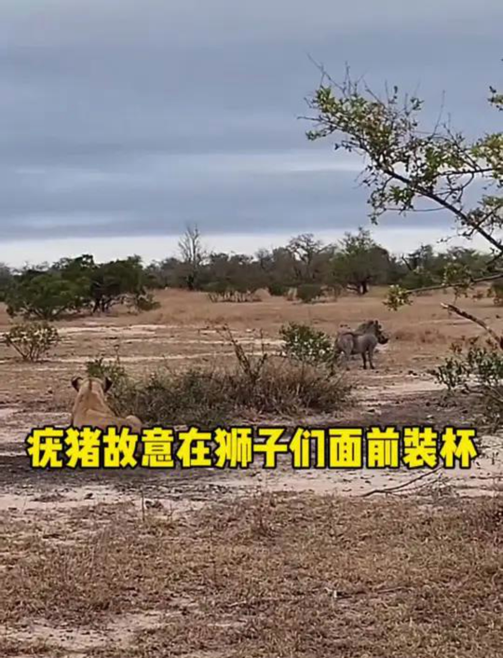 非洲野猪大战狮子图片