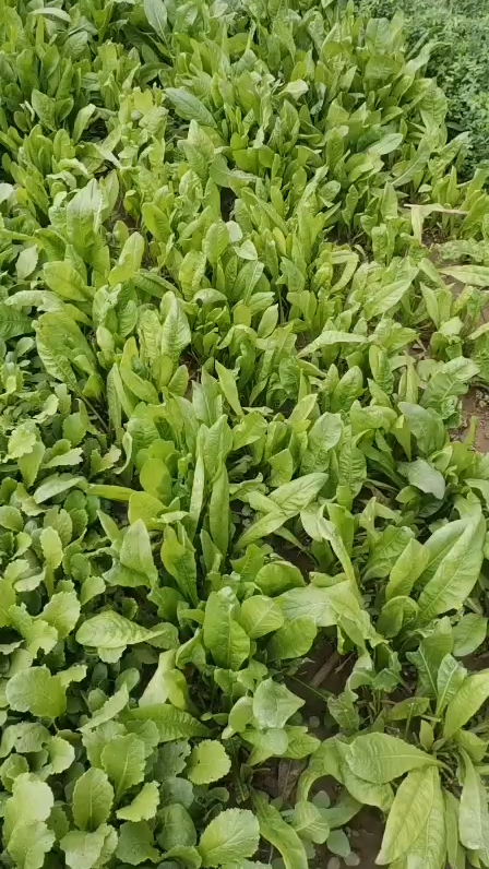 阔叶菊苣产量高,枝繁叶茂,茎叶柔嫩多汁,叶量大,适口性好