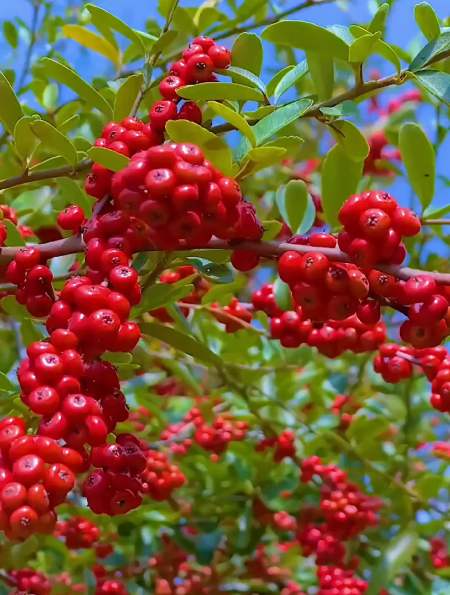 山上的红果果有的美味有的危险,最后一种很常见,但是有剧毒哦-度小视