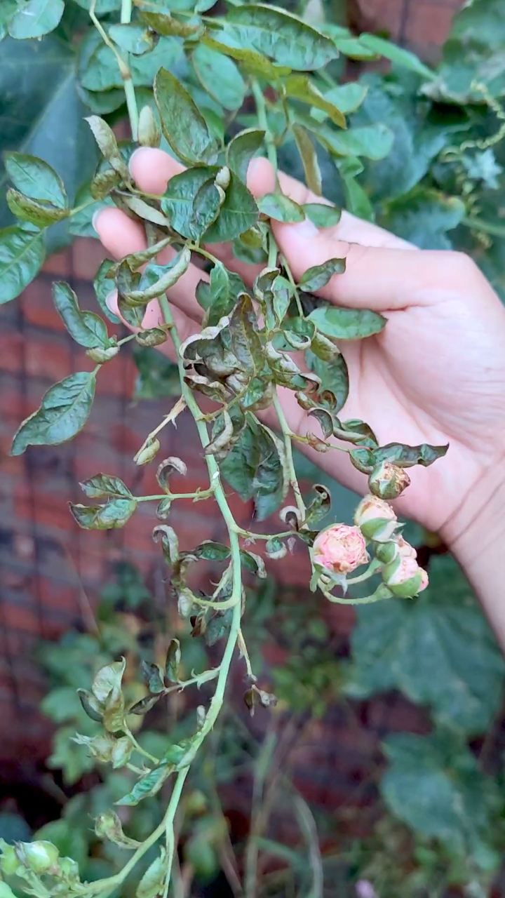 月季花叶子发黑,变形,这是蓟马啃食叶子导致的