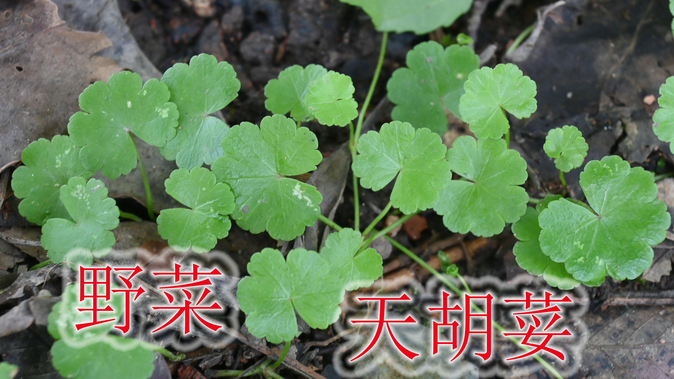 小草本植物“天胡荽”,常有人当野菜来吃,其它用途与价值了解吗